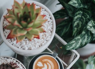 กาแฟสด แตกต่างอย่างลงตัว มาทำความรู้จักกาแฟที่เราทานให้มากขึ้นกันดีกว่า