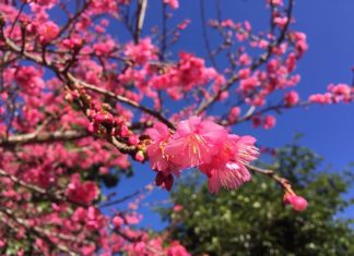 หนาวนี้ไป “สถานีเกษตรหลวงอ่างขาง” ชมดอกไม้เมืองหนาวนานาพันธุ์