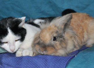 คาวาอี้ !! รวมคลิปสัตว์เพื่อนรักต่างสายพันธุ์ที่น่ารักน่าเอ็นดูเป็นที่สุด!