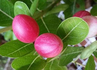 7 สรรพคุณทางยาของ “มะม่วงหาวมะนาวโห่” ผลไม้สมุนไพรสำหรับคนรักสุขภาพ