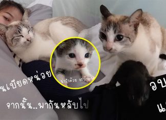 แชร์หนักมาก! “เหมียวสุดคูล” บุกเข้าเต็นท์สาว อ้อนขอนอนด้วย ตื่นมาอีกที มีมาอีก 3