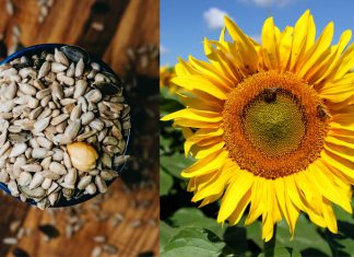 อยากผิวเปล่งปลั่งดูมีสุขภาพดีต้องกิน! “เมล็ดทานตะวัน” ธัญพืชต้านโรคเป็นมากกว่าของทานเล่น