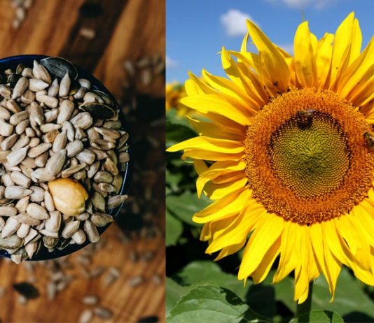อยากผิวเปล่งปลั่งดูมีสุขภาพดีต้องกิน! “เมล็ดทานตะวัน” ธัญพืชต้านโรคเป็นมากกว่าของทานเล่น