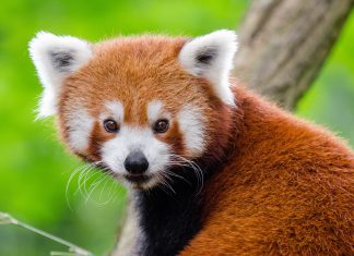 ดีกรีความน่ารักเกินร้อย! ทำความรู้จักกับแพนด้าแดง สัตว์ใกล้สูญพันธุ์ที่ควรอนุรักษ์ไว้