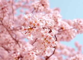 ปักหมุดเที่ยวญี่ปุ่นต้อนรับฤดูใบไม้ผลิ! ชมความงามของดอกซากุระกับ 7 สถานที่ฮอตฮิตที่ไม่ควรพลาด!