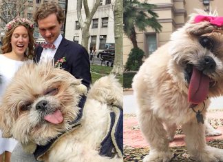 เซเลปตัวจริงมาแล้ว ! ทำความรู้จักกับ ‘Marnie’ เจ้าหมาลิ้นห้อย คอเอียงแต่น่ารักเกินใคร