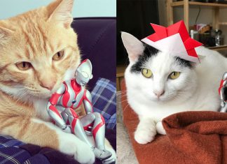 คาวาอี้ขยี้ใจทาส! รวมภาพสุดคิ้วท์ของสองเหมียวคู่ซี้กับโมเดลอุลตร้าแมนที่ดูเหมือนมีชีวิตจริง!