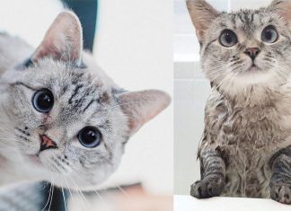 คิ้วท์เบอร์แรง! ส่องภาพเจ้าเหมียว ‘NALA’ ตำแหน่งแมวสุดป็อปบน IG ด้วยยอดผู้ติดตาม 3.9 ล้านคน !