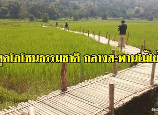 เที่ยวฟีลธรรมชาติ สูดโอโซนทะเลหมอกยามเช้า เซลฟี่สุดชิคกลางสะพานไม้ไผ่ ที่หุบเขานครชุม