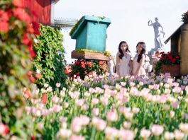 ครั้งแรกของเอเชีย! บานาฮิลล์ ทุ่มทุนสร้างมหาปรากฏการณ์ ทิวลิป 36 สายพันธุ์ 1 ล้านดอก ปกคลุมยอดเขาดานังนาน 2 เดือน