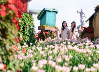 ครั้งแรกของเอเชีย! บานาฮิลล์ ทุ่มทุนสร้างมหาปรากฏการณ์ ทิวลิป 36 สายพันธุ์ 1 ล้านดอก ปกคลุมยอดเขาดานังนาน 2 เดือน